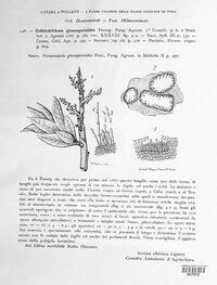 Colletotrichum gloeosporioides image
